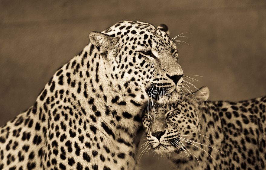 big-cats-ive-spent-10-years-photographing-these-wild-and-loving-creatures-3__880