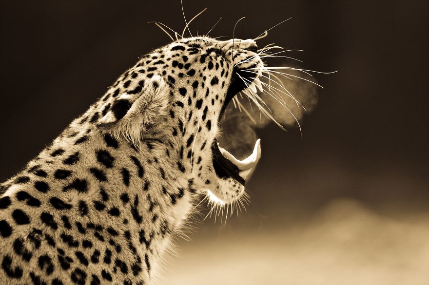 big-cats-ive-spent-10-years-photographing-these-wild-and-loving-creatures-5__880