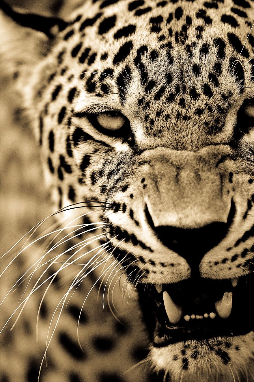 big-cats-ive-spent-10-years-photographing-these-wild-and-loving-creatures-6__880