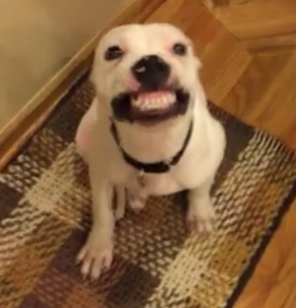 Igazi kutya mosoly és egy kedves eb ölelés
