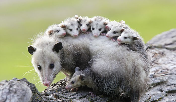 cute-possums-251__700