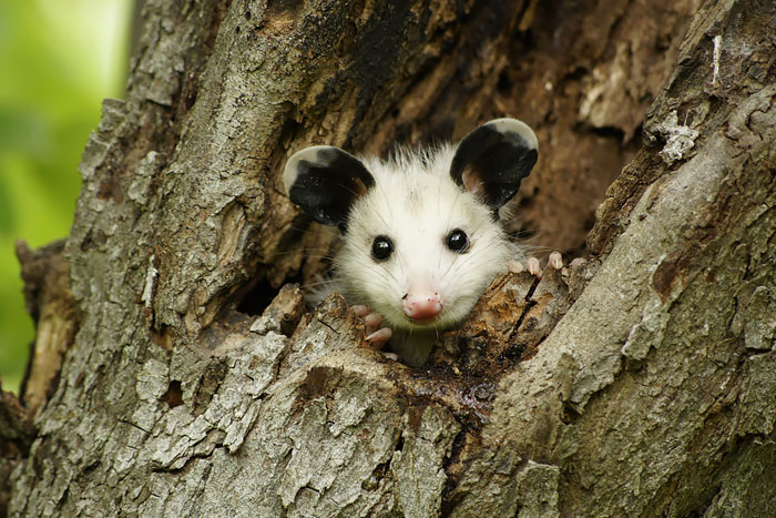 cute-possums-311__700