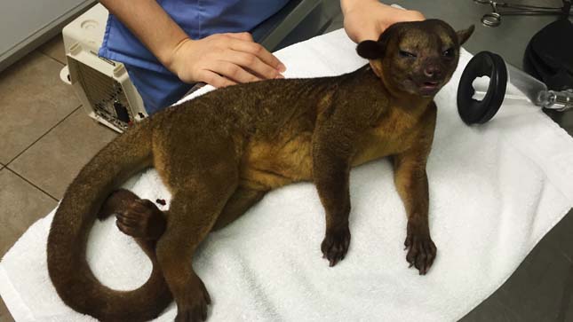 A 99-year-old woman in Miami said she woke up to find a kinkajou on her chest.