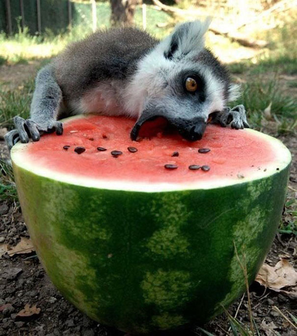 funny-animals-eating-111__605
