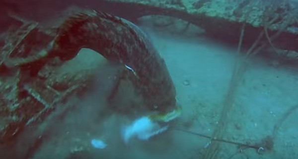 Frusztráló nap a víz alatt- amikor rávadásznak a zsákmányra- videó