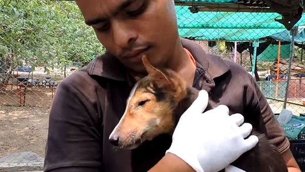 Halál torkából mentették meg az úton fekvő szopornyicás kiskutyát – videó