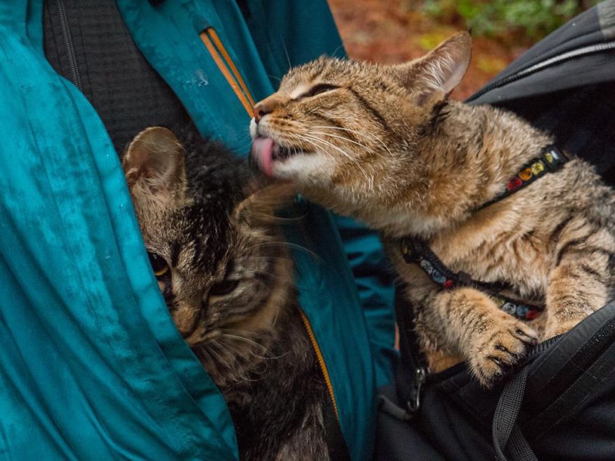 these-kittens-were-abandoned-but-now-go-on-epic-adventures-with-us-8__880