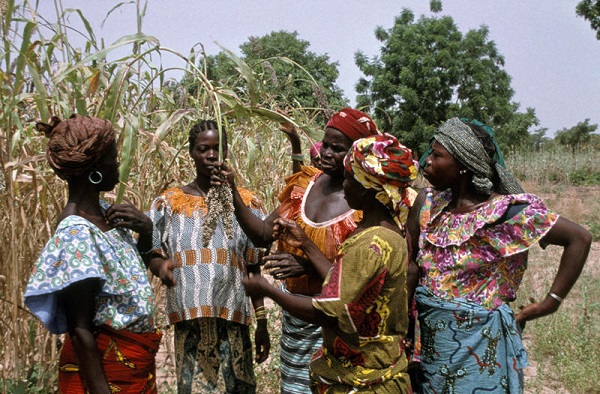 Fokozhatja a szárazságot a mezőgazdaság terjeszkedése Nyugat-Afrikában