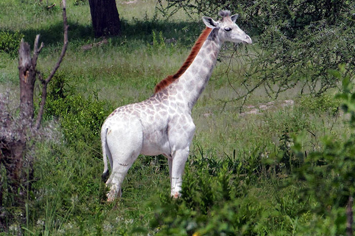 Különleges fehér zsiráfot kaptak lencsevégre