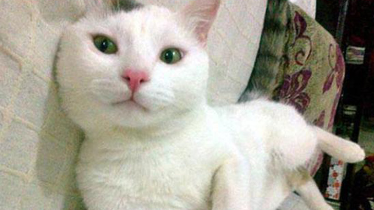 Erőszakolótól mentette meg hős cicája a 18 éves török lányt