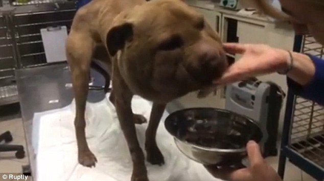 Labdaméretűvé dagadt a láncon tartott pitbull feje - szívszorító videó