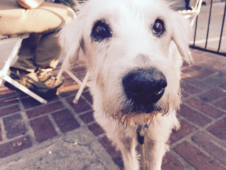 Megmentette a nyaralásán talált súlyos beteg kutyát és örökbe fogadta - videó