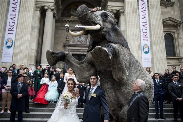 Elefánt várta esküvőjük után az artistapárt