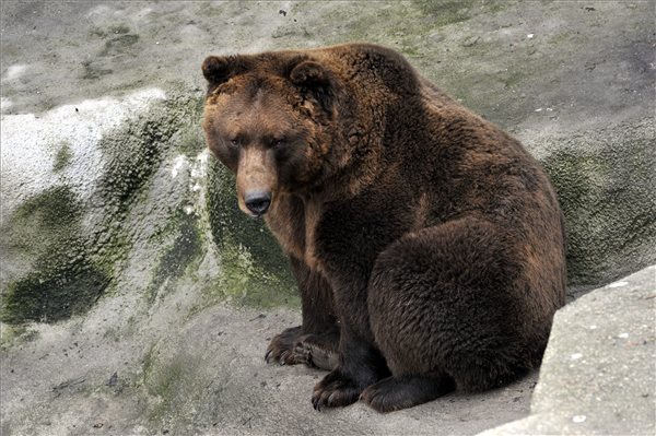Medveárnyék-észlelés az állatkerti Mackófesztiválon