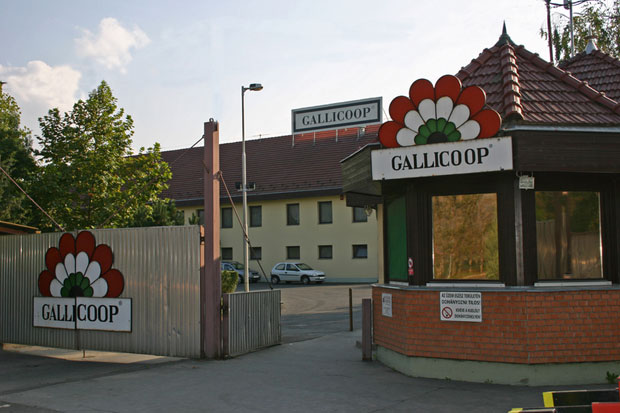 A halal húspiacon erősít a Gallicoop