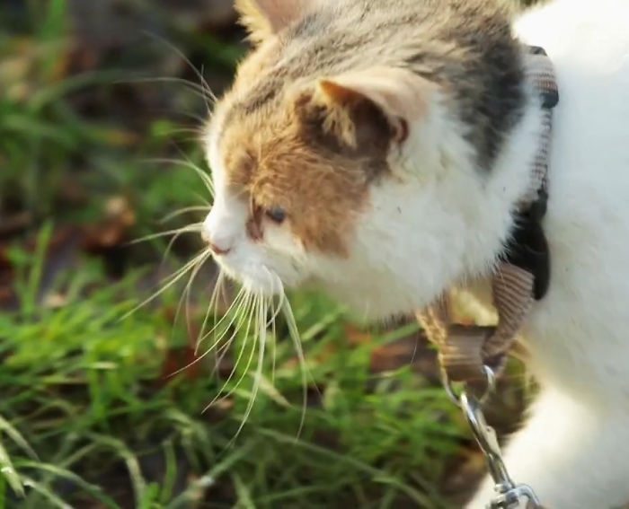 Meet-Stevie-My-Blind-Rescued-Cat-Who-Loves-To-Go-Hiking5__700