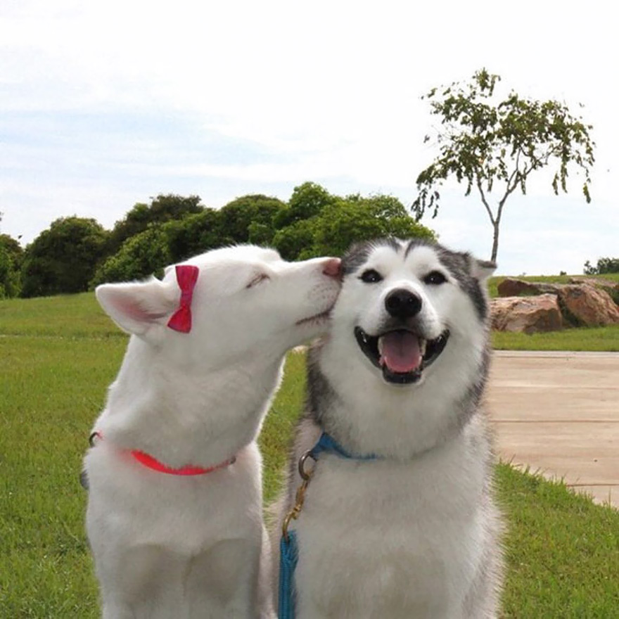cute-animals-kissing-valentines-day-58__880