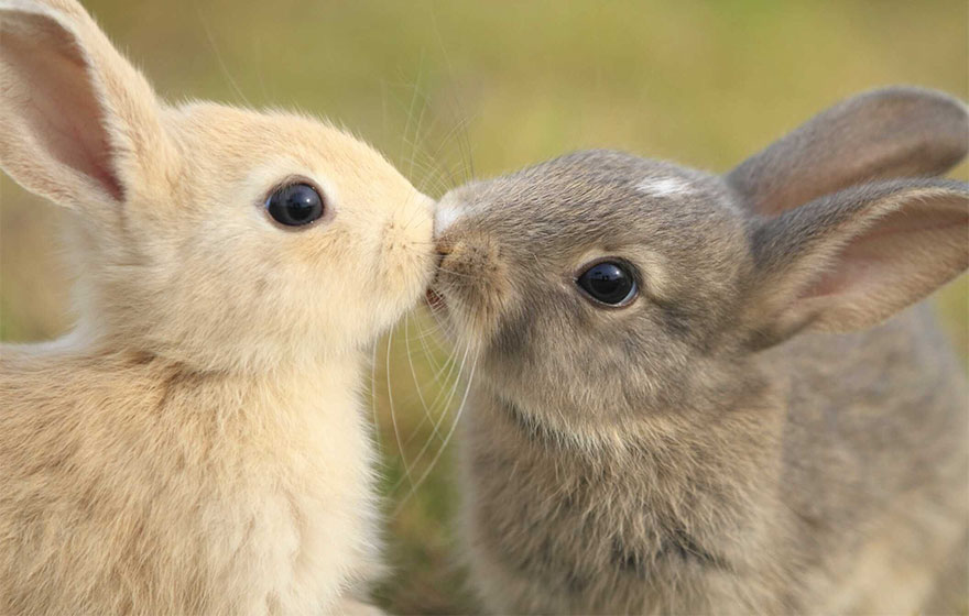 Aranyos képek! A csókolózás nem csak az embereké