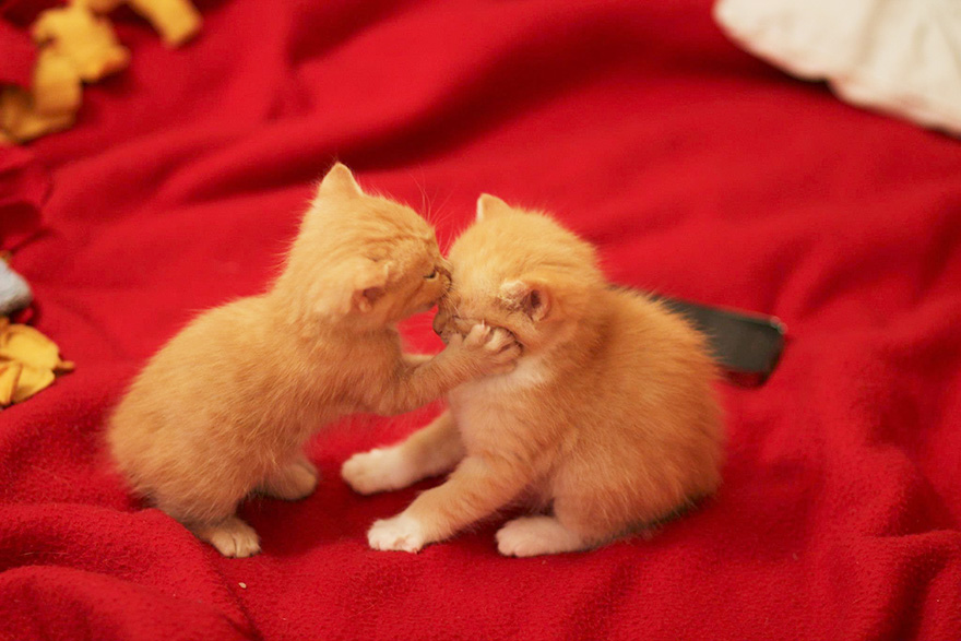 cute-animals-kissing-valentines-day-6__880