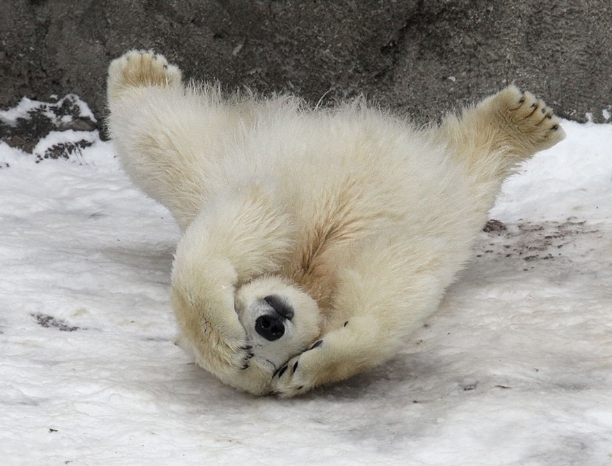 cute-baby-polar-bear-day-photography-182__880