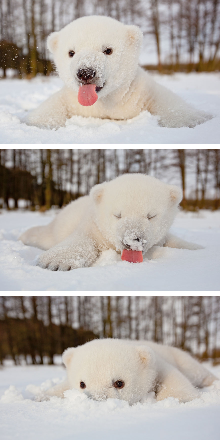 cute-baby-polar-bear-day-photography-22__880 (1)