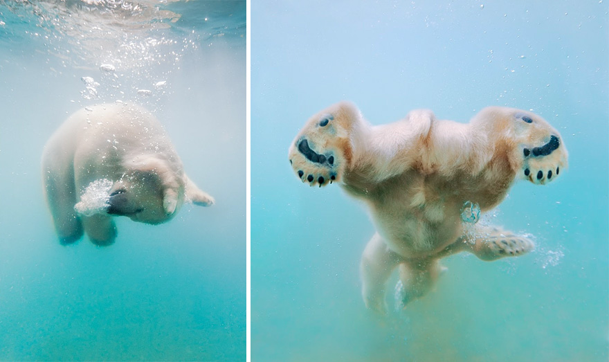 cute-baby-polar-bear-day-photography-251__880