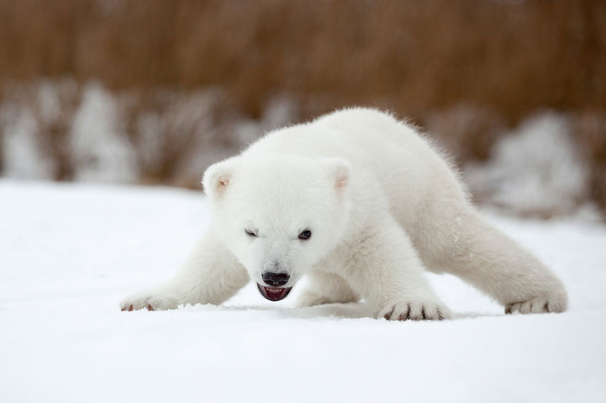 cute-baby-polar-bear-day-photography-51__880