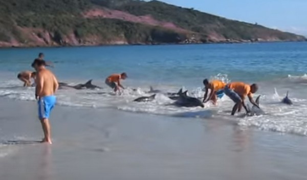 Érthetetlen dolog történt 30 delfinnel Brazíliában- videó