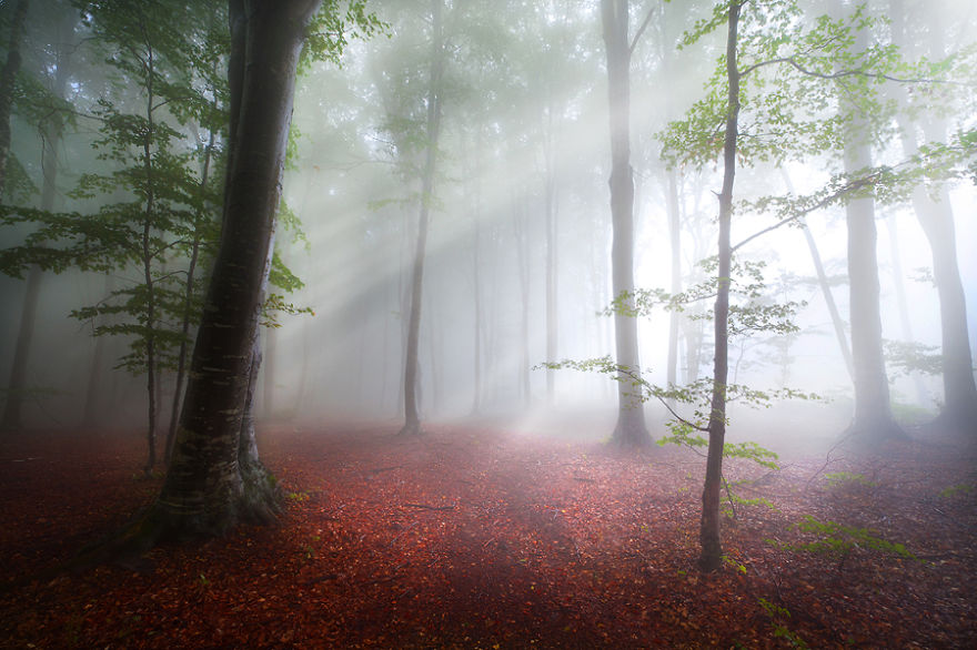 Misztikus képek erdőkről