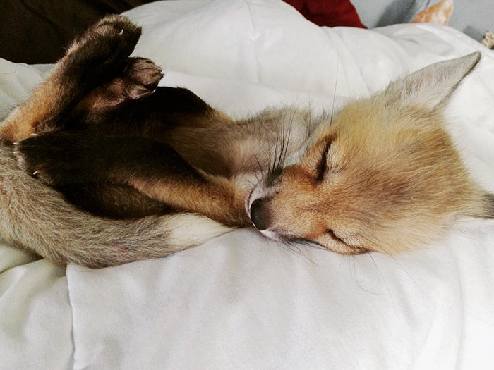 juniper-fox-happiest-instagram-10