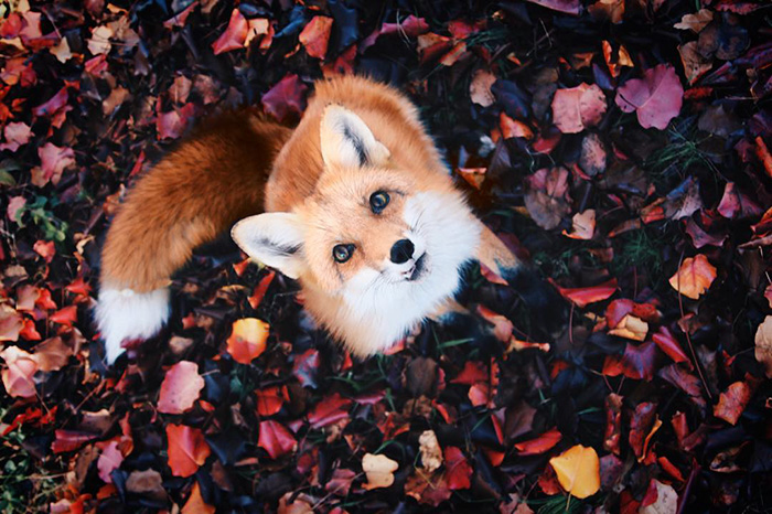 juniper-fox-happiest-instagram-15