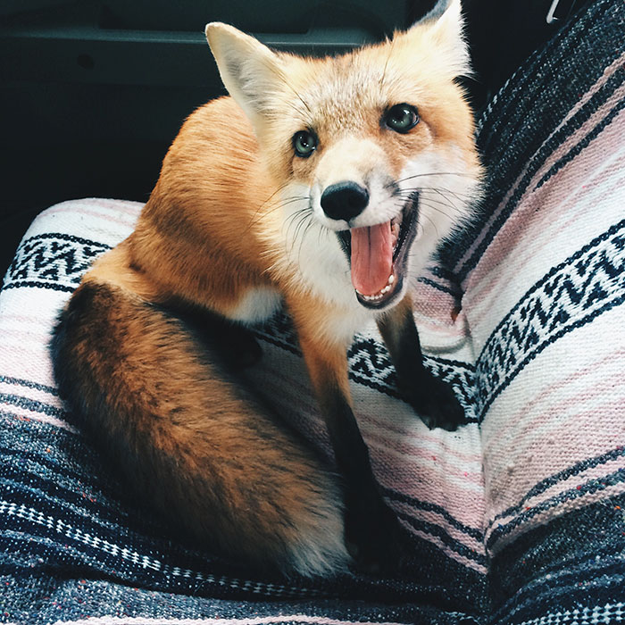 juniper-fox-happiest-instagram-36