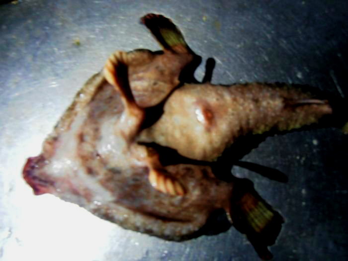 Bizarr mutáns lényt fogott ki egy karibi halász – fotó