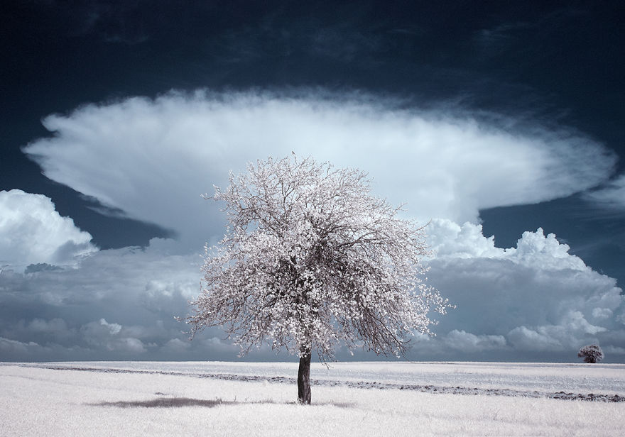 the-majestic-beauty-of-trees-captured-in-infrared-photography-4__880