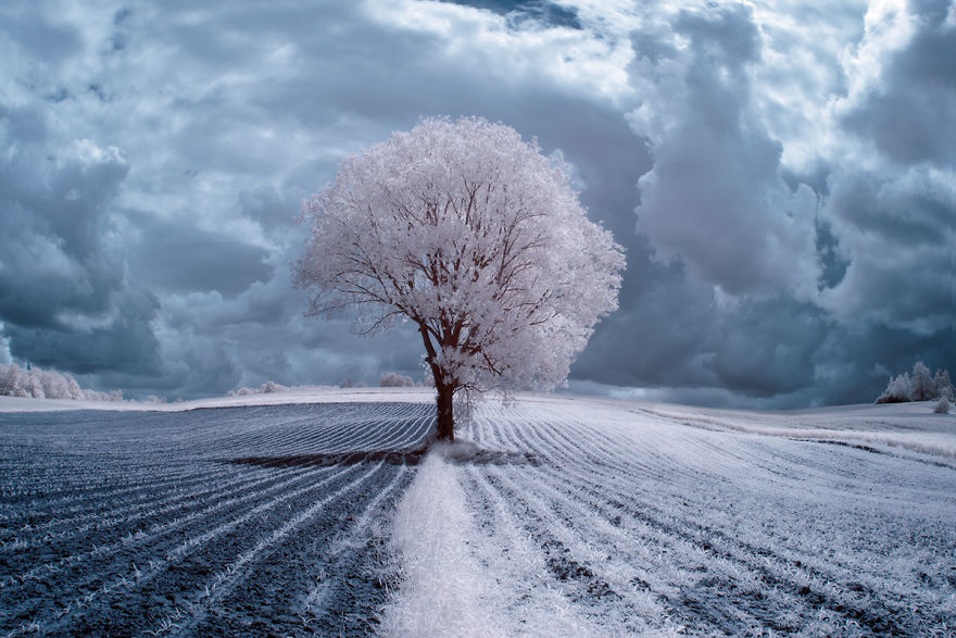 Szépséges képek téli fákról