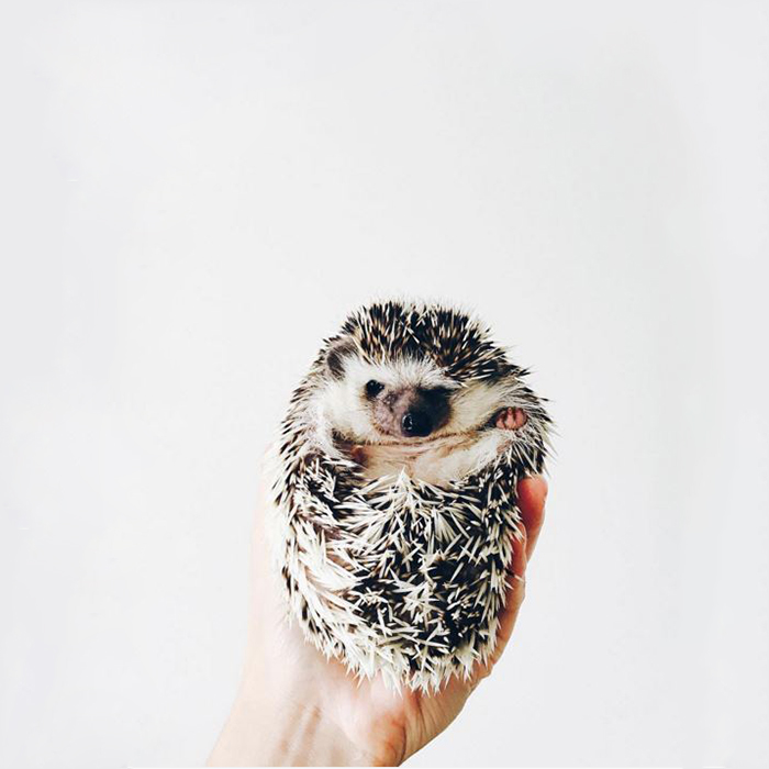 the-ordinary-lives-of-my-ordinary-hedgehogs__700