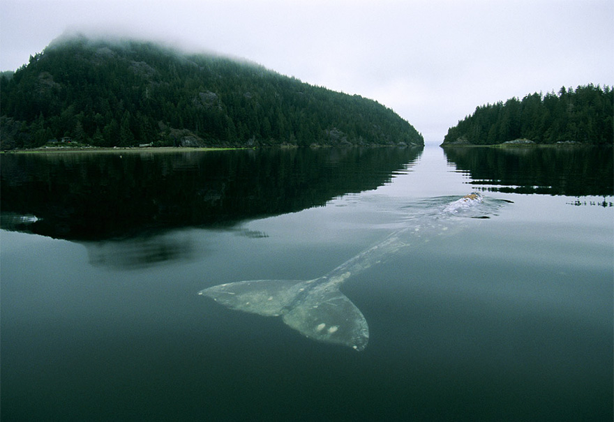 world-whale-day-photos-19__880