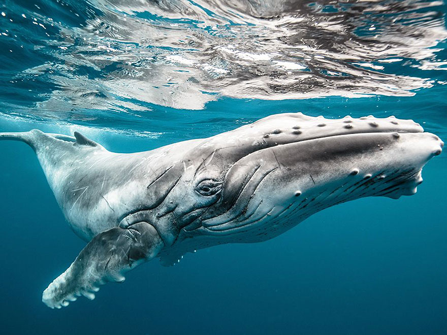 world-whale-day-photos-20__880