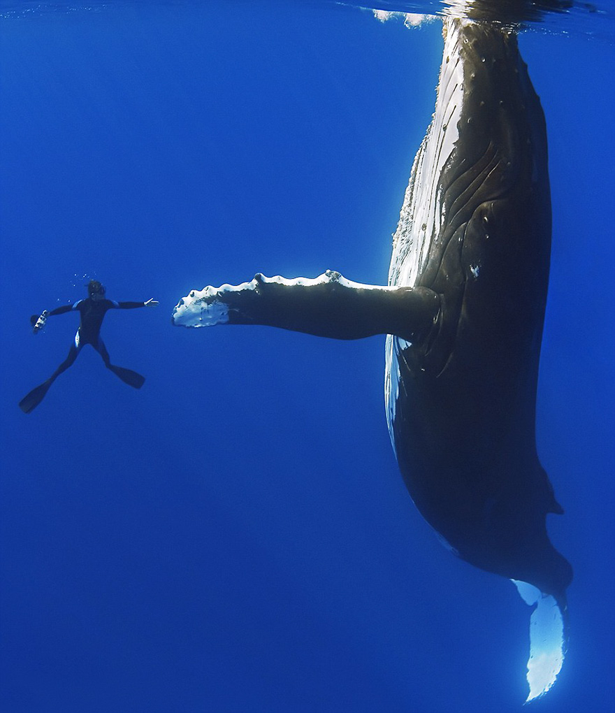 world-whale-day-photos-34__880