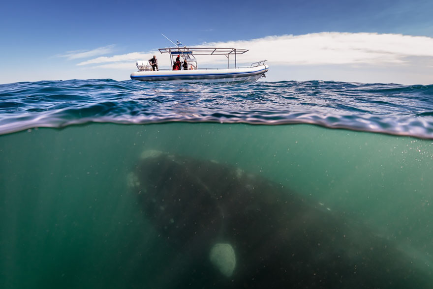 world-whale-day-photos-41__880