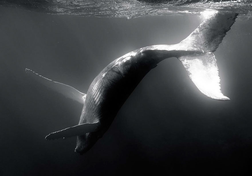 world-whale-day-photos-54__880