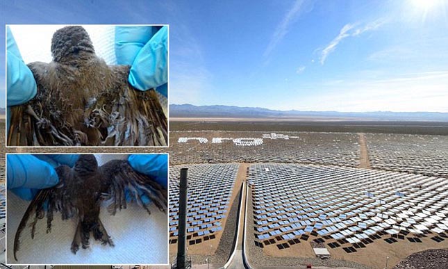 Gigantikus madárgyilkos a világ egyik legnagyobb naperőműve!