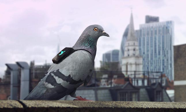 London fölött hátizsákos galambok járőrszolgálatoznak - videó