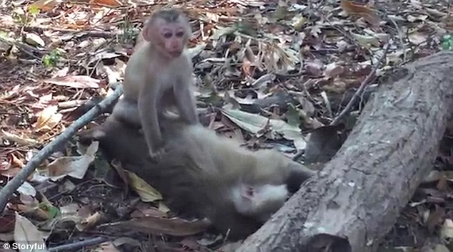 Szívfacsaró videó – halott anyja testét ölelgeti egy kis majom