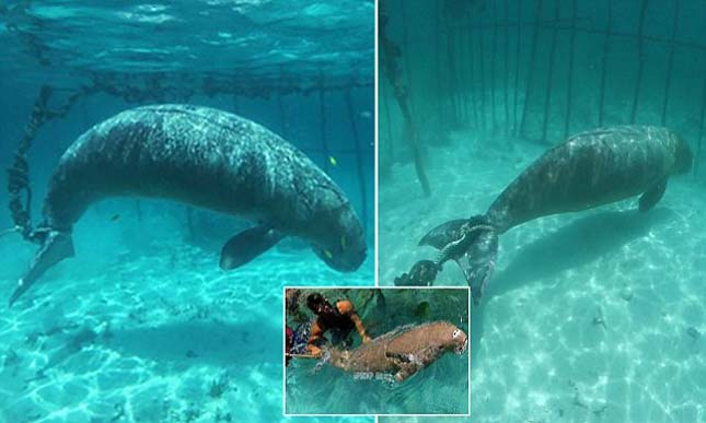 Divers Shocked To Find Animals Trapped In Cages Underwater Dugong