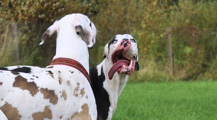 Meet-Mutka-the-Great-Dane-The-Dog-of-a-Thousand-Faces20__880