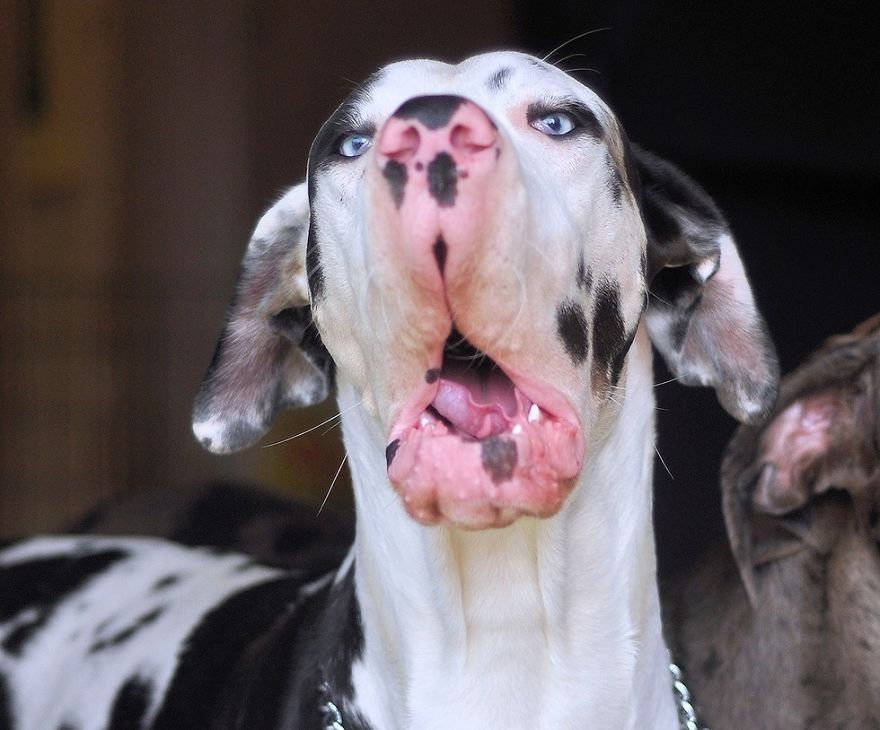Meet-Mutka-the-Great-Dane-The-Dog-of-a-Thousand-Faces23__880