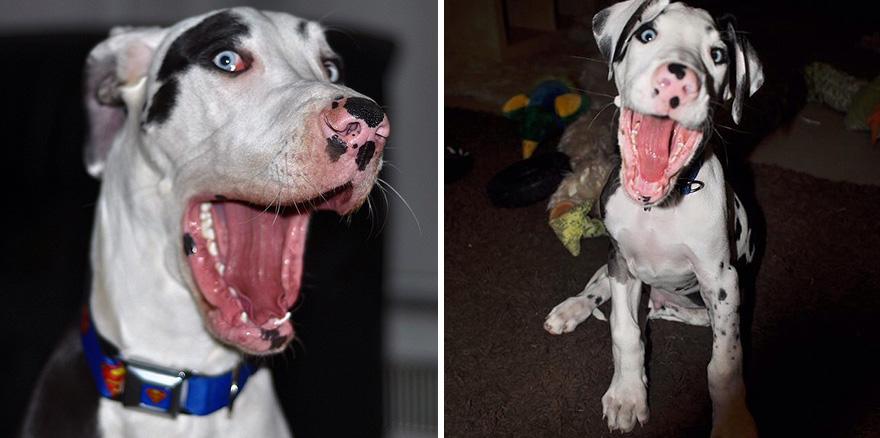 Meet-Mutka-the-Great-Dane-The-Dog-of-a-Thousand-Faces24__880