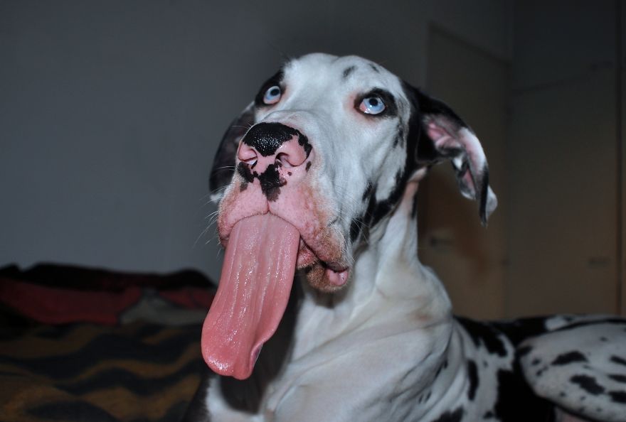 Meet-Mutka-the-Great-Dane-The-Dog-of-a-Thousand-Faces8__880