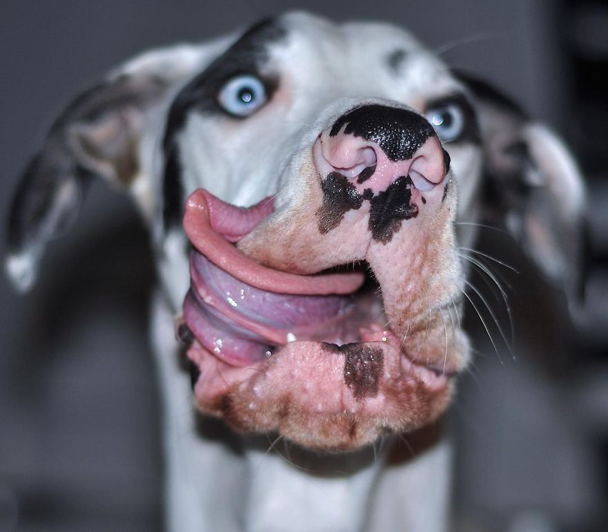 Meet-Mutka-the-Great-Dane-The-Dog-of-a-Thousand-Faces9__880 (1)